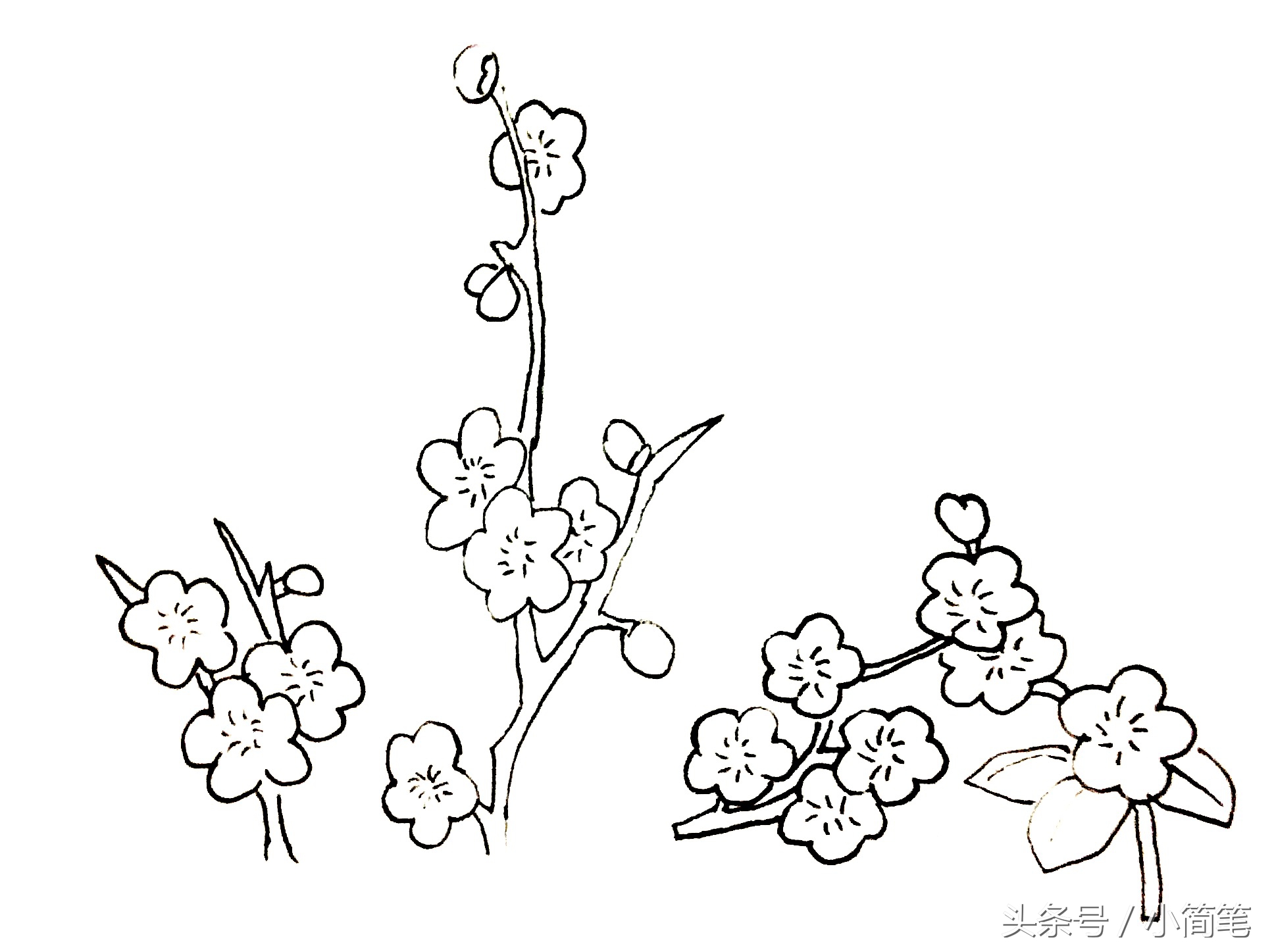 育儿简笔画复习篇 高洁的梅花