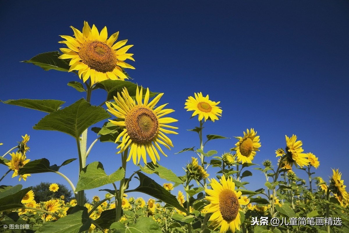 儿童简笔画精选-向日葵（Sunflower）的绘画步骤