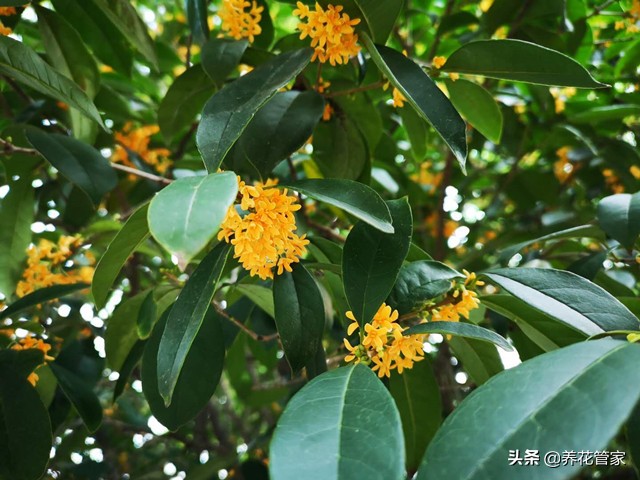 20首咏桂花诗词：一年秋意浓，十里桂花香