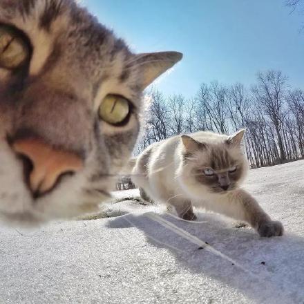 「头像」最近超火的社会猫和小弟们的自拍