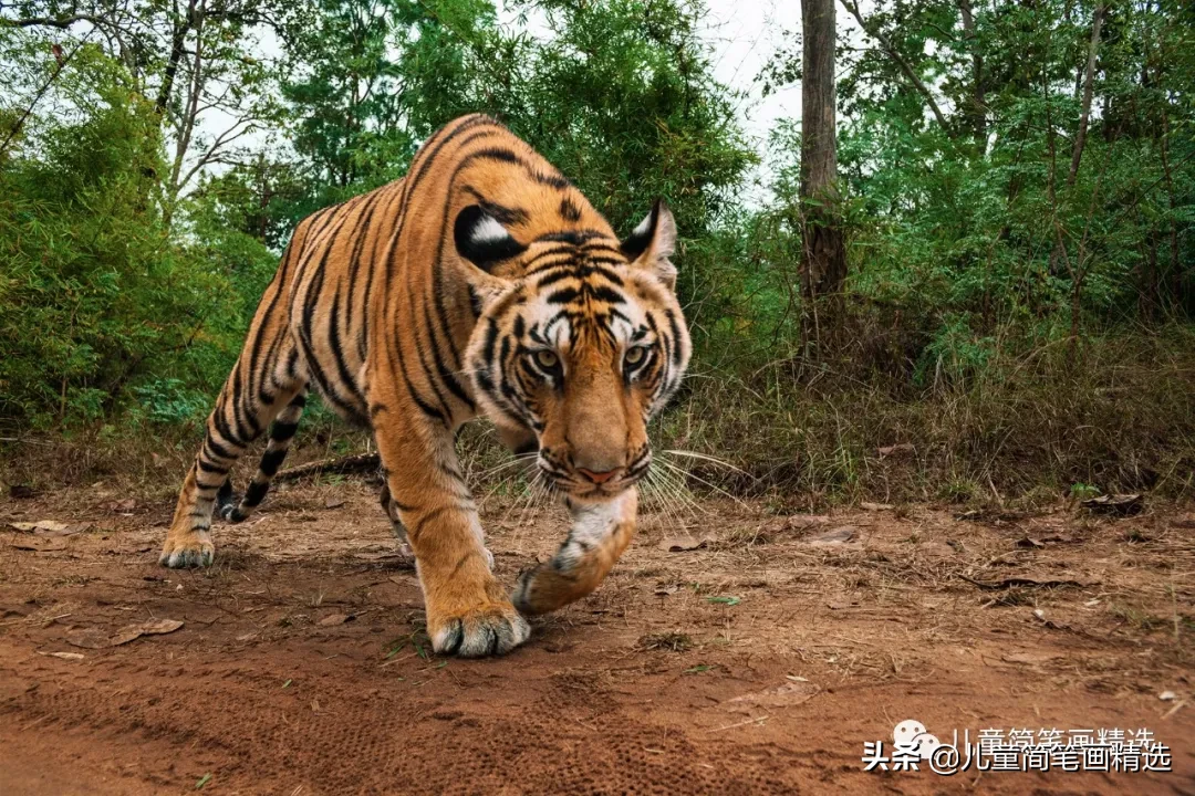 儿童简笔画精选【动物】-如何画一只可爱的小老虎