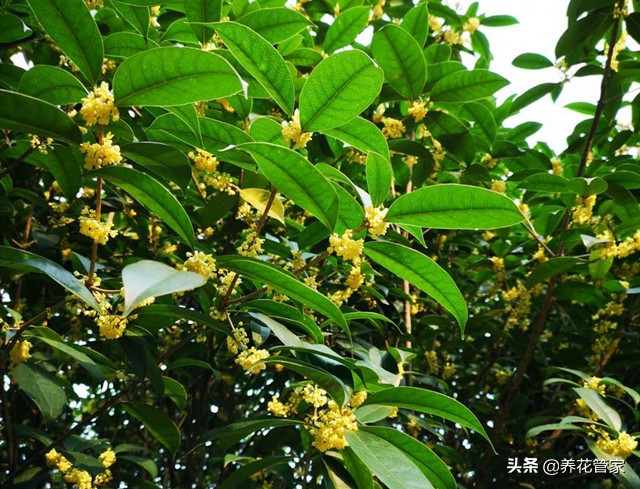 20首咏桂花诗词：一年秋意浓，十里桂花香