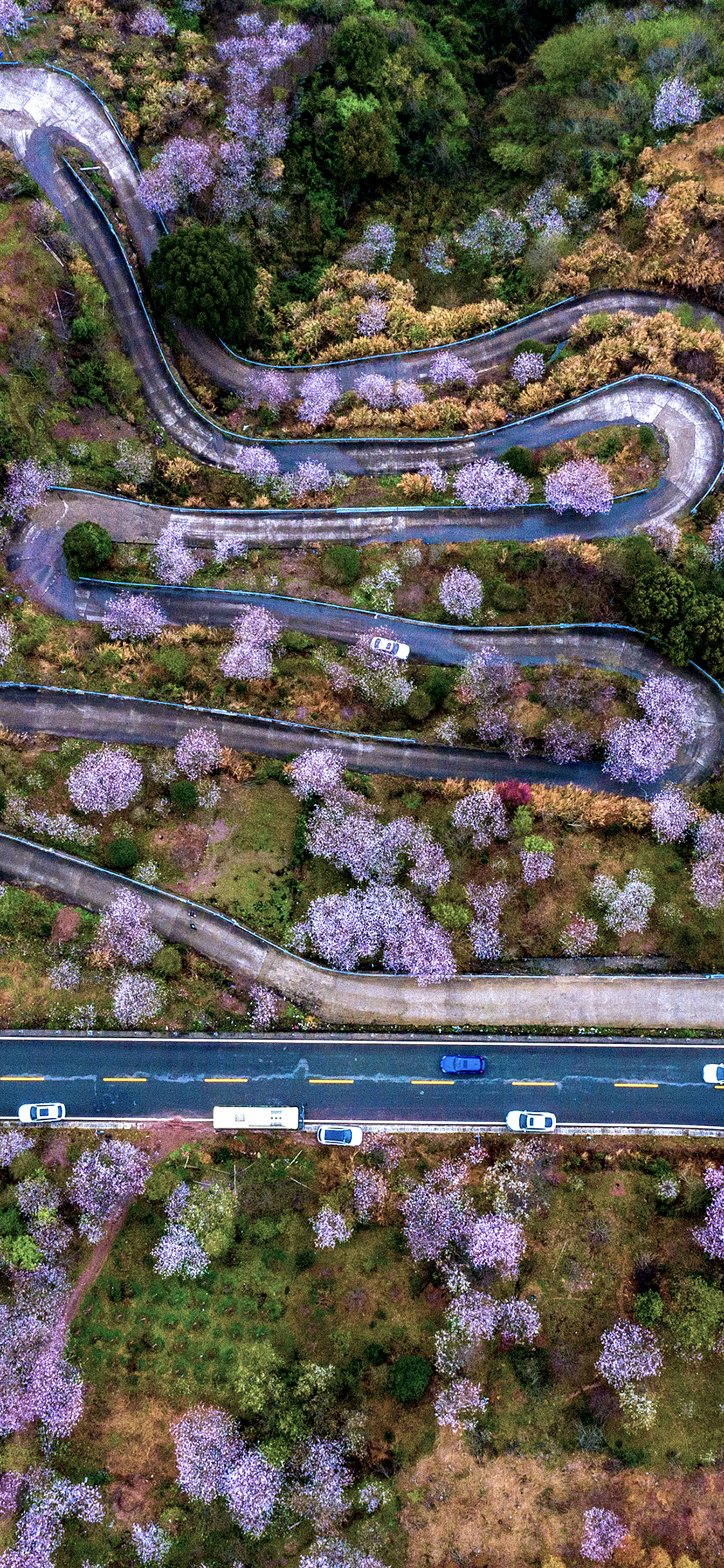 春日限定｜你的樱花壁纸已送达，请查收