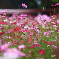 碎花花海很小清新的（共15张）