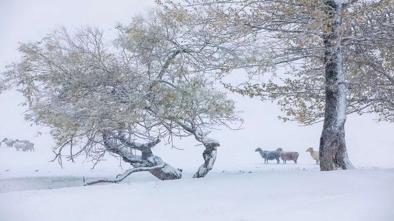 「诗词鉴赏」2021年初雪来袭，关于初雪的诗词你知道多少？