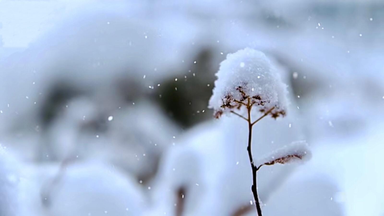 大雪纷飞唯美说说 | 小小的六瓣雪 花从空中降落 在我心上融化