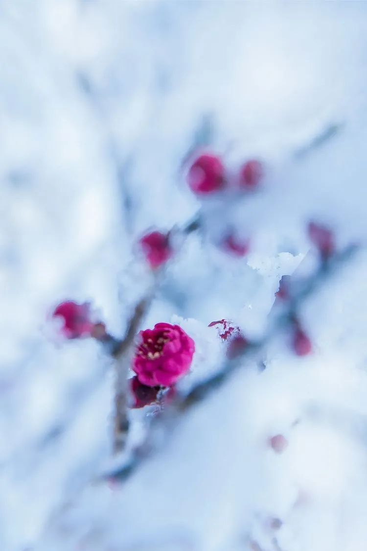 一场大雪美如画，十二首雪景的诗词，欣赏诗人笔下的绝美雪景