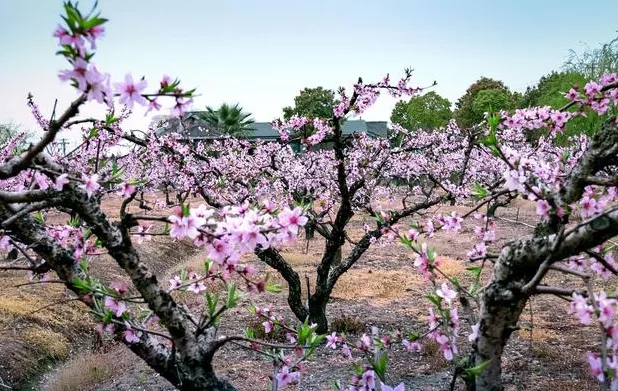 春暖花开的唯美句子：淡看流年烟火，细品岁月静好