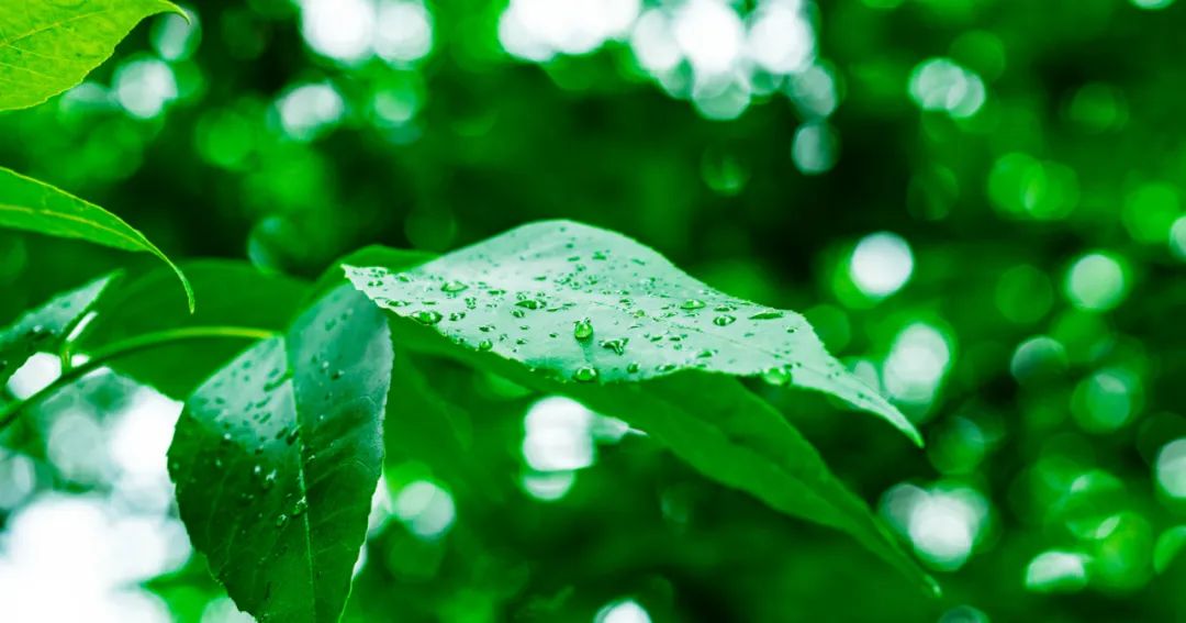 诗词｜雨天发朋友圈，文案这样写