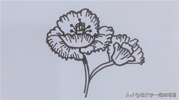 每天学一幅简笔画--禁毒罂粟花简笔画