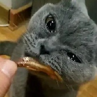 小鱼干的照片头像 猫咪抱着小鱼干头像