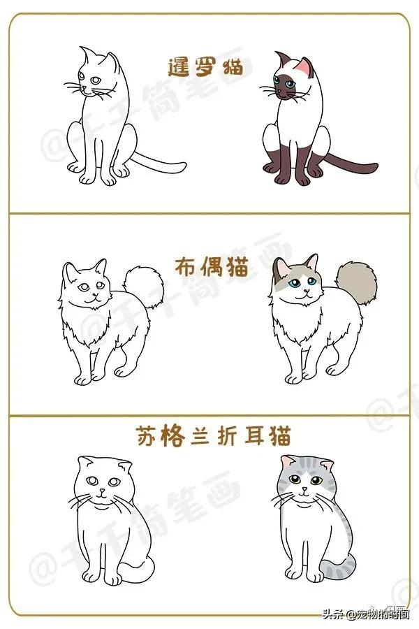 你家的猫咪简笔画在这里呦