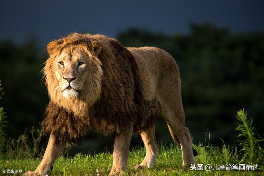 儿童简笔画精选-狮子（Lion ）的简笔画步骤