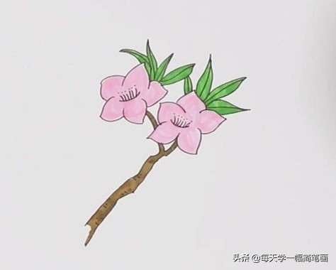 每天学一幅简笔画--桃花简笔画彩色画法步骤图解教程