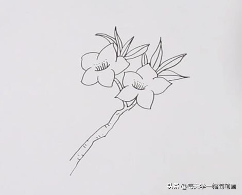 每天学一幅简笔画--桃花简笔画彩色画法步骤图解教程