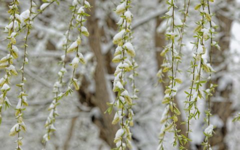 形容雪的句子 多少调皮可爱的雪花在古诗词里跳跃