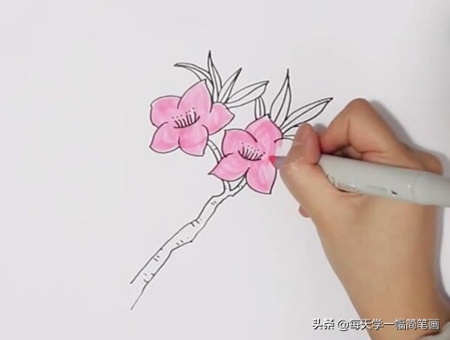 每天学一幅简笔画--桃花简笔画彩色画法步骤图解教程