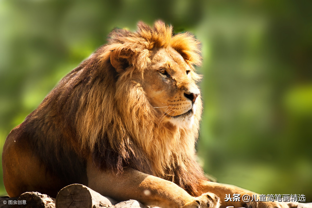 儿童简笔画精选-狮子（Lion ）的简笔画步骤