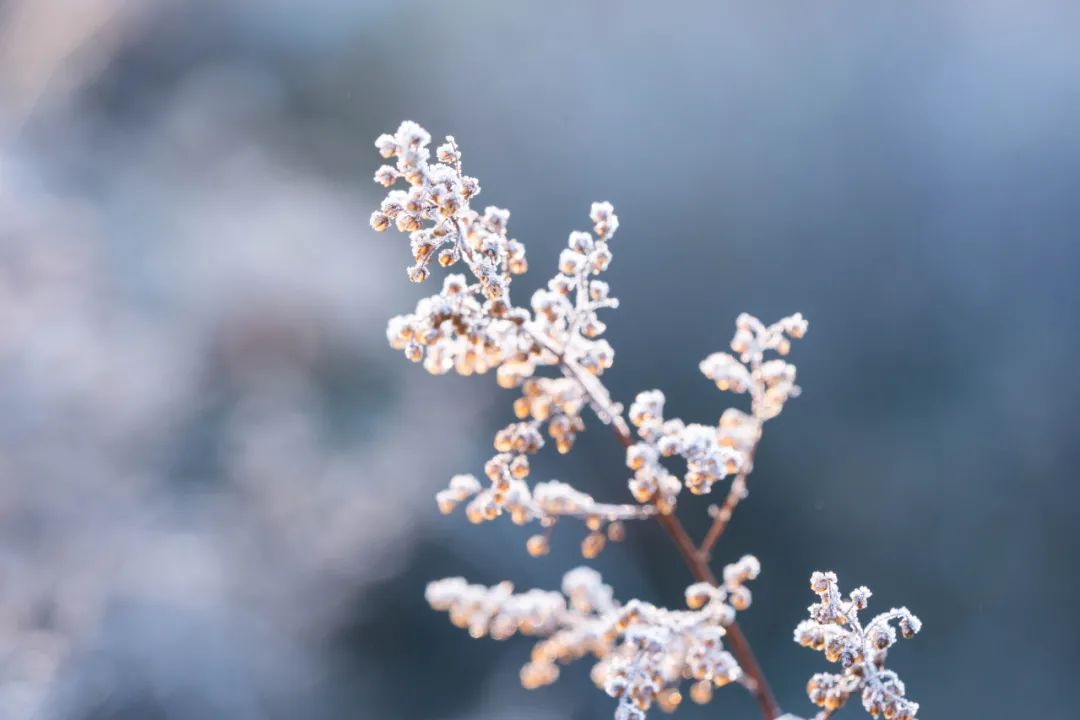 霜降时节，邂逅最美霜降诗词