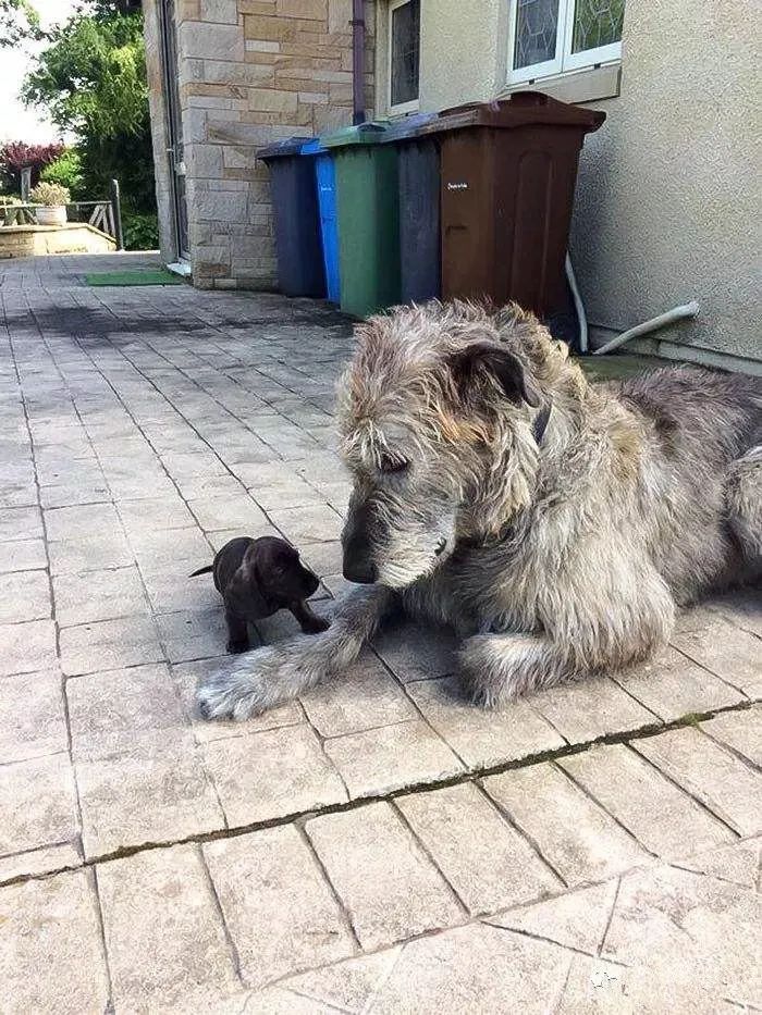 世界上最大的犬种，最高的和姚明一样高