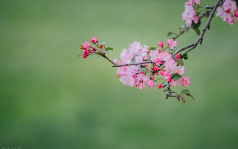 春暖花开踏青的句子（春天的唯美短句子文案）