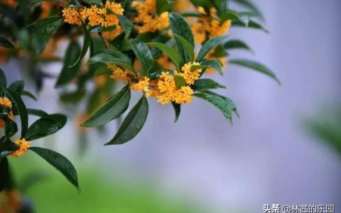 桂花飘香的唯美句子（10首最美的桂花诗词）